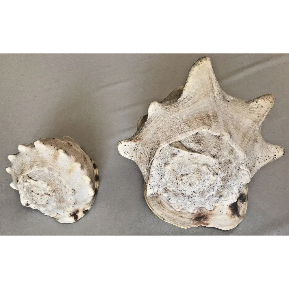 Conch Shells‎ 6.5